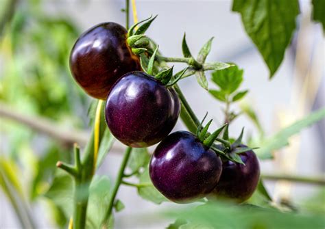 rotmg tomato